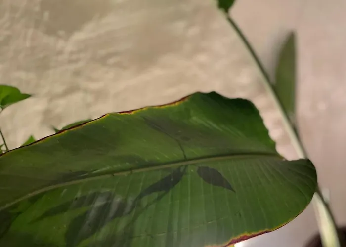 Ferienhaus Charming Townhouse - Malta