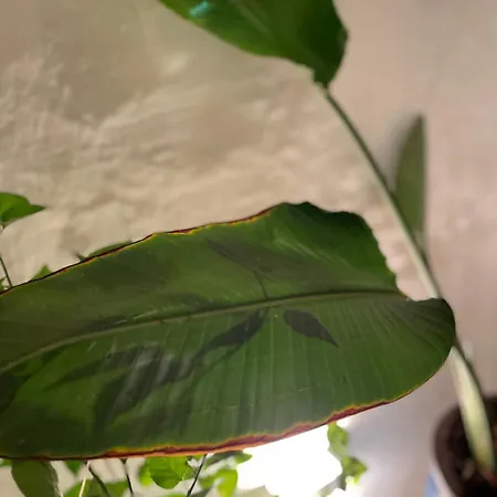 Semesterbostad Charming Townhouse - Malta Naxxar